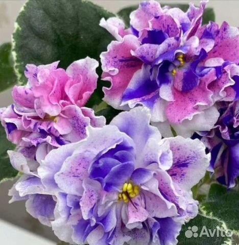 Сортовая фиалка Dn Цветные Валентинки