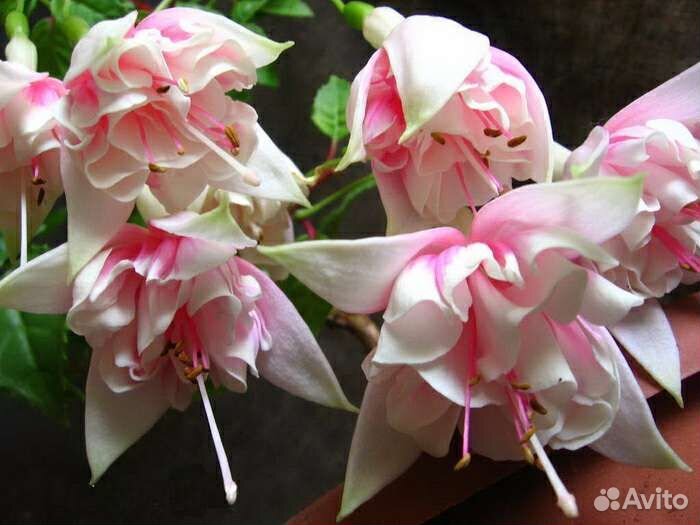 Фуксия Piannes berg