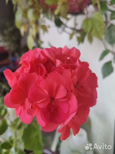 Герань (пеларгония)