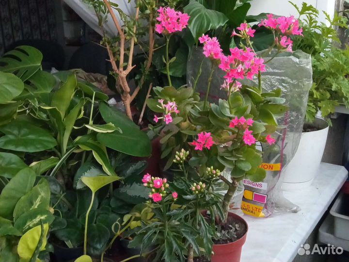 Каланхоэ цветущий, несколько сортов, есть мини