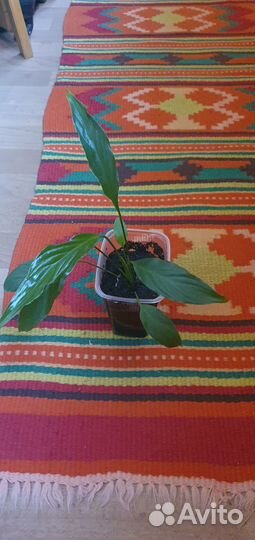 Спатифиллум и антуриум