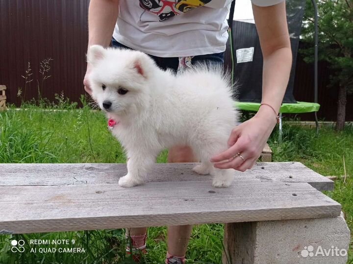 Мини самоедики(Японский шпиц)