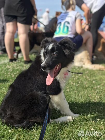 Щенки бордер колли