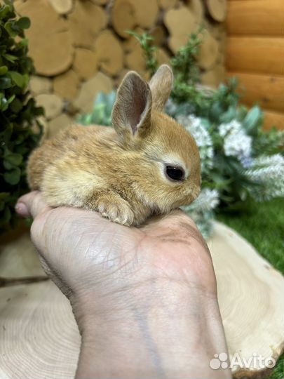 Кролик карликовый рэкс из питомника