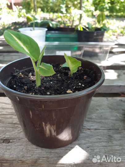 Диффенбахия