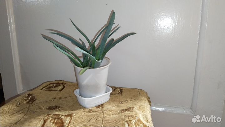 Продаю Алоэ Вера лечебное