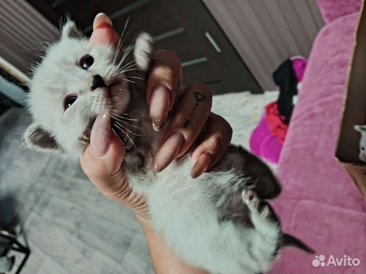 Котята отдам в добрые руки бесплатно
