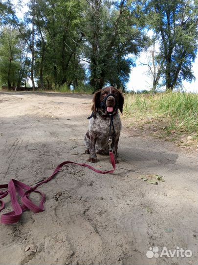 Собака в добрые руки русский спаниэль