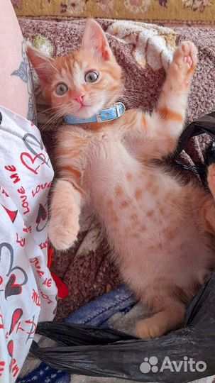 В добрые руки