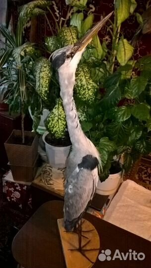 Чучело цапли