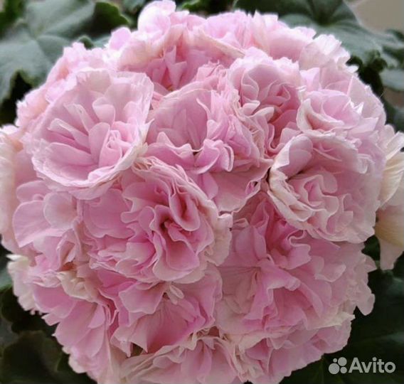 Пеларгония герань та Анастейша