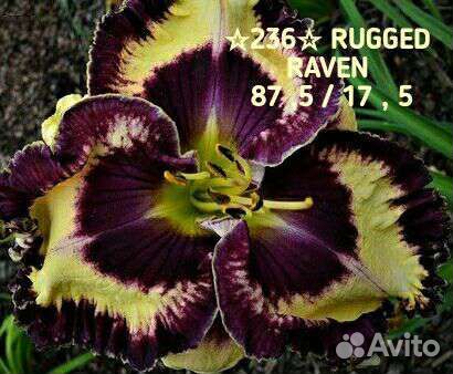 Лилейники сортовые Махровые