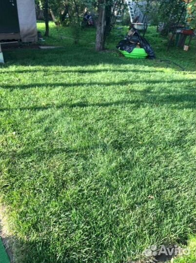 Рулонный газон 
