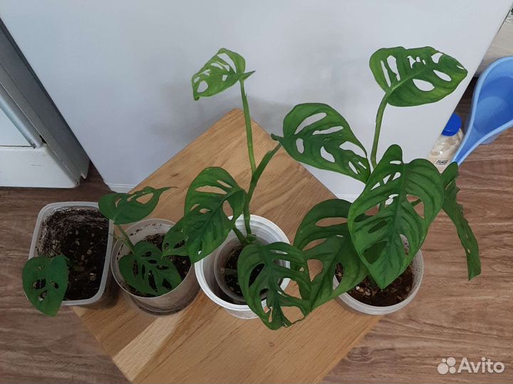 Монстера манки