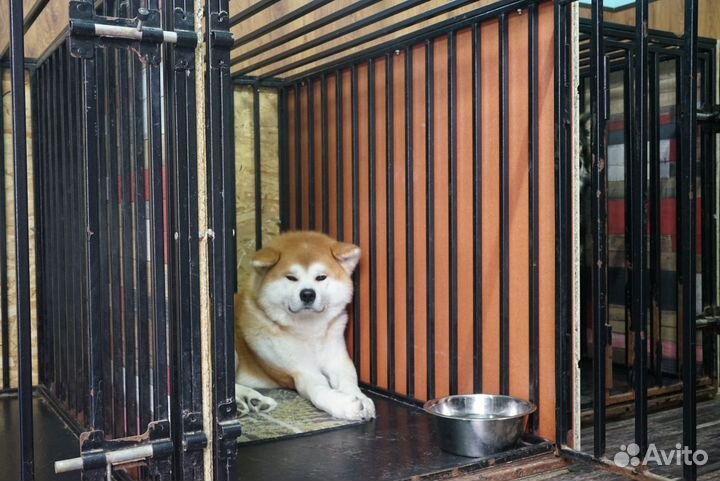 Зоогостиница (передержка)