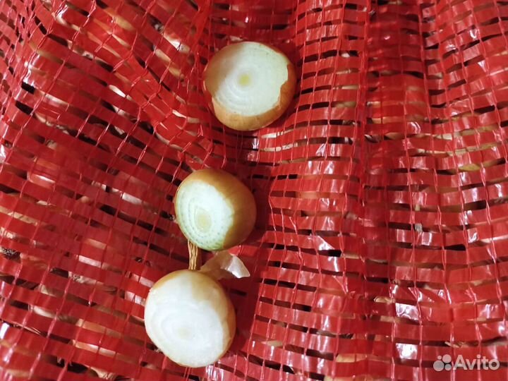 Лук севок Штудгарт всех групп и выборка