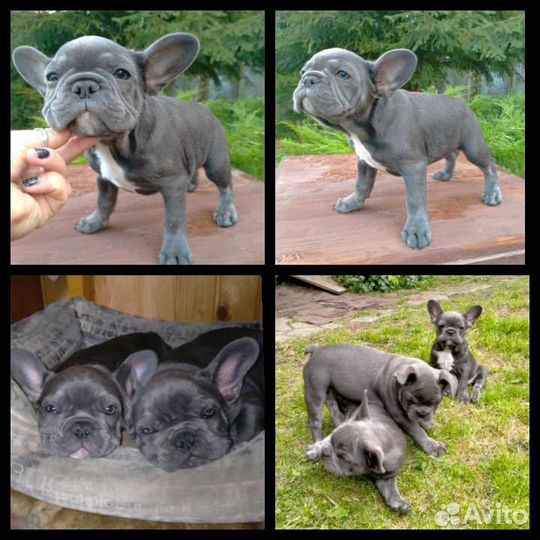 Францкзские сладости