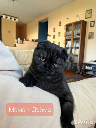 Котята шотландские вислоухие