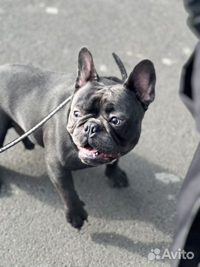 Французский бульдог