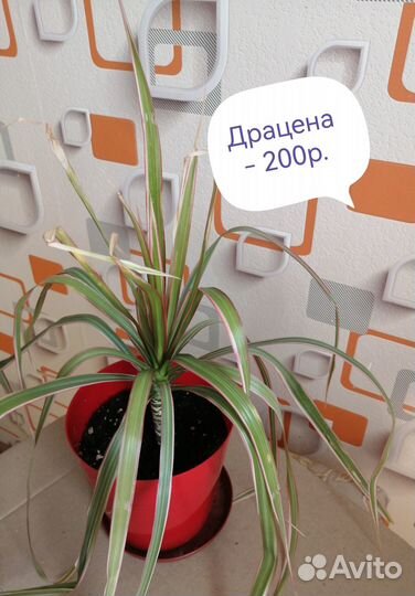 Комнатные растения цветы