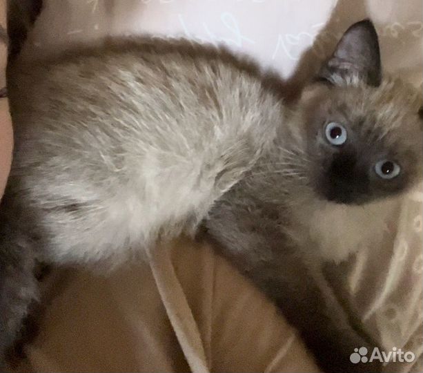 Котенок в добрые руки
