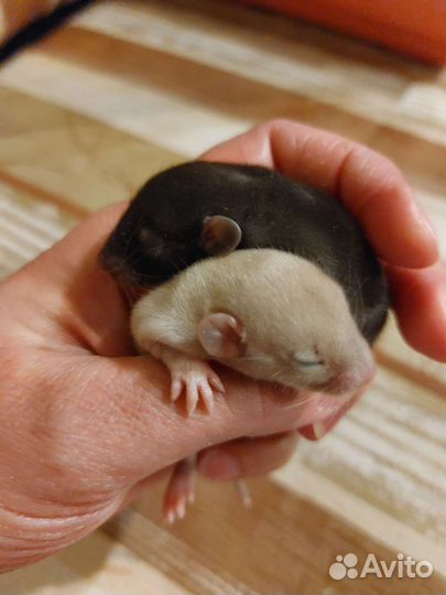 Крысята дамбо