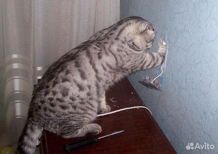 Домашний Электрик