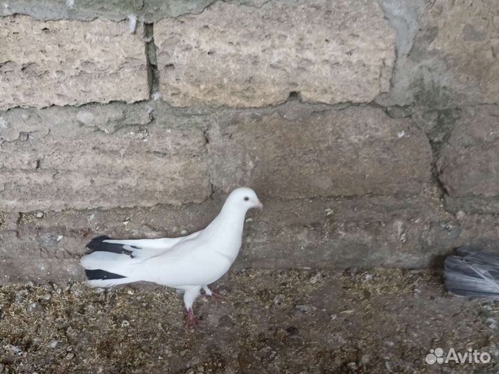 Голуби