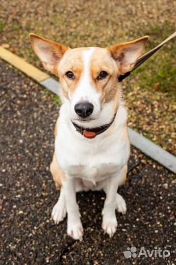 Собака в добрые руки отдам бесплатно