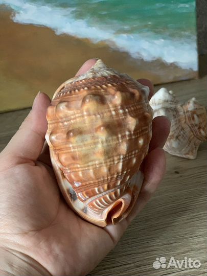 Морские ракушки