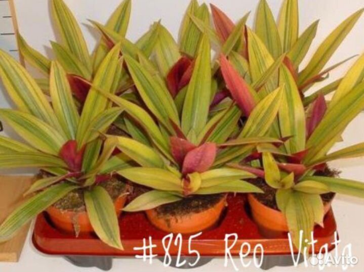 Традесканция (Ttradescantia) в ассортименте