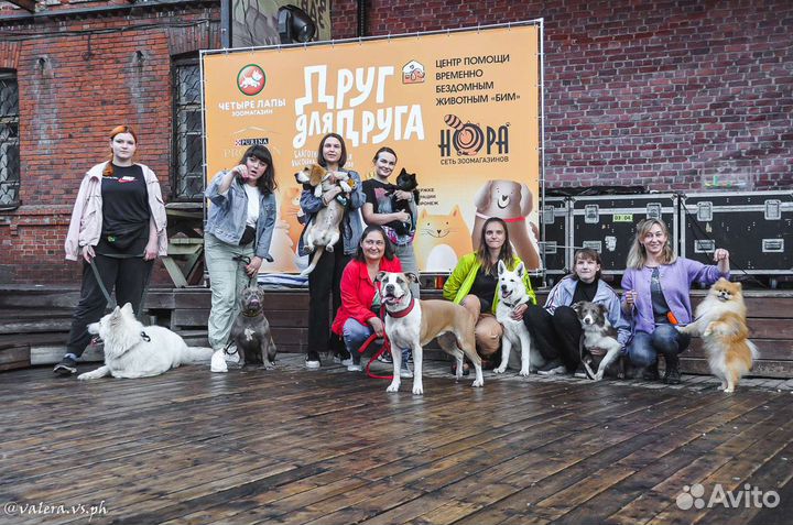 Кинолог. Дрессировка собак