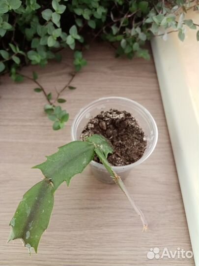 Декабрист шлюмбергера