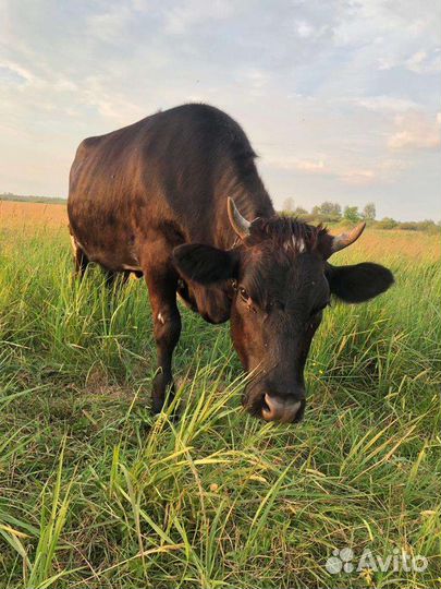 Коровы и телки