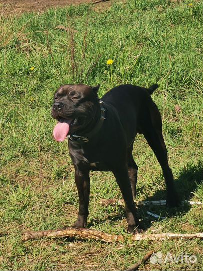 Питбультерьер вязка