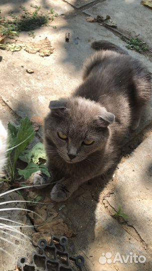 Шотландские вислоухие котята