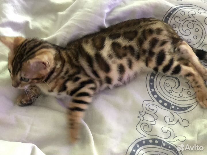 Бенгальский кот