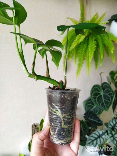 Монстера Минима, Манки Маск, филодендрон Бразилия