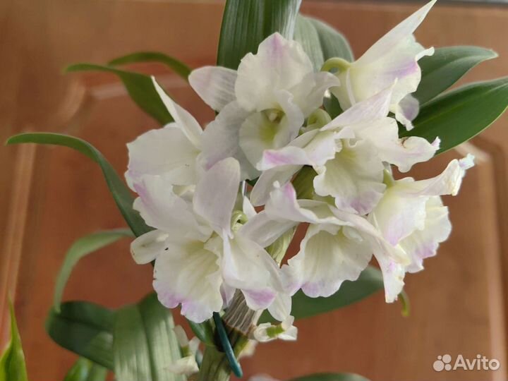 Орхидея Дендробиум