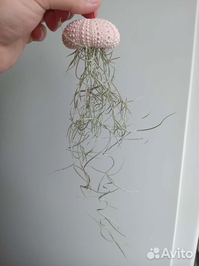 Тилландсия уснеевидная