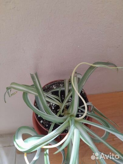 Хлорофитум,хлорофитум кудрявый