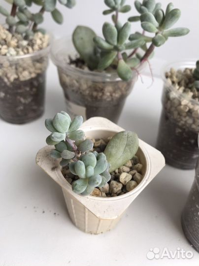 Суккуленты