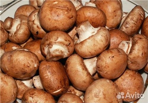 Семена шампиньона (Портобелло)