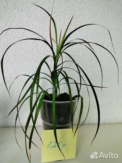 Фикус бенджамина, драцена