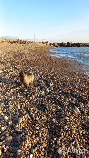 Щенки Кеесхонды