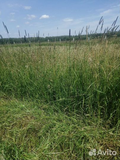 Сено в рулонах