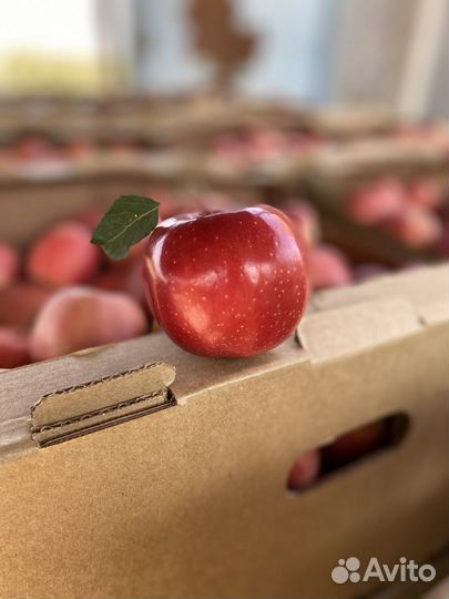 Новый плодоносящий яблоневый сад в Крыму