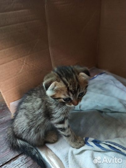 Котята шотландцы