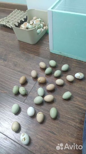 Цыплята суточные