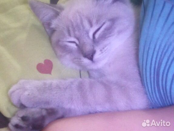 Британский кот смешка